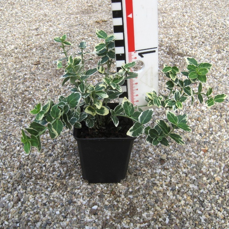 Euonymus fortunei 'Emerald Gaiety'