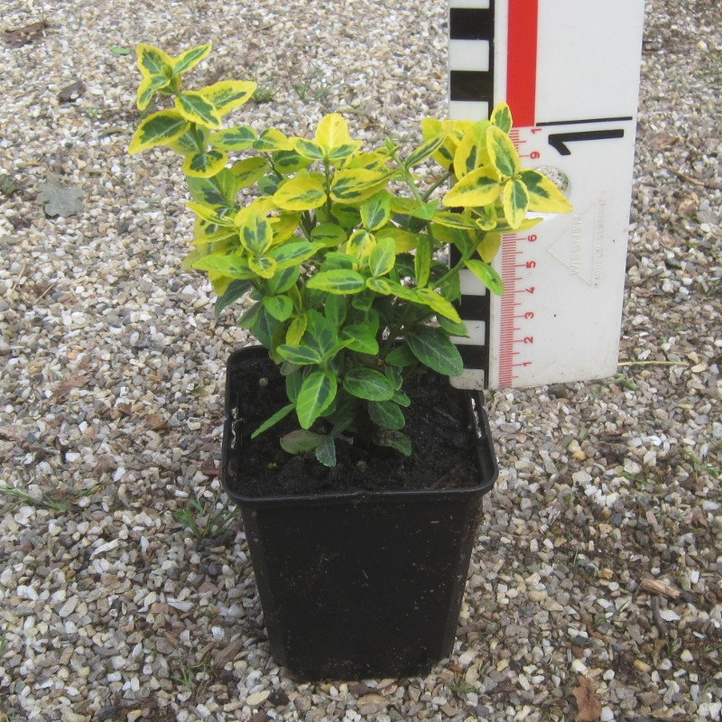 Euonymus fortunei 'Emerald 'n' Gold'