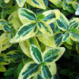 Euonymus fortunei 'Emerald 'n' Gold'