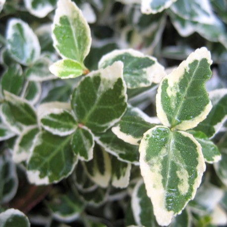 Euonymus fortunei 'Emerald Gaiety'