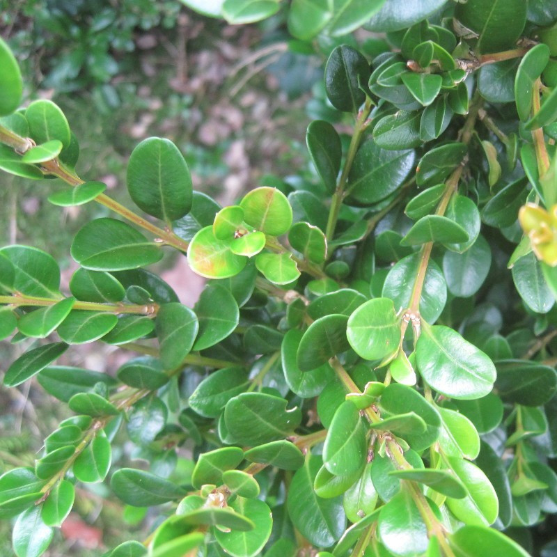 Buxus mic. 'Faulkner'
