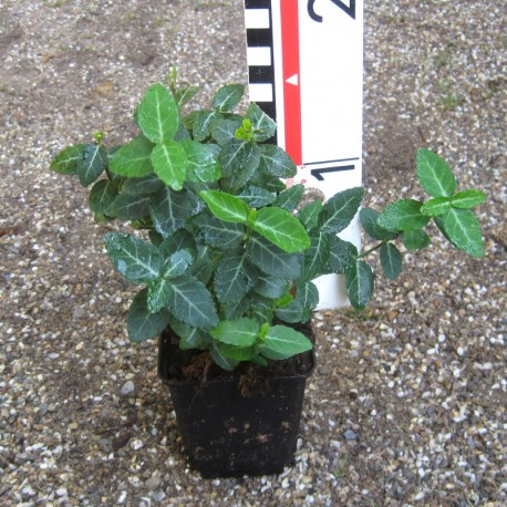 Euonymus fortunei 'Radicans'