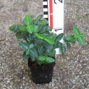 Euonymus fortunei 'Radicans'