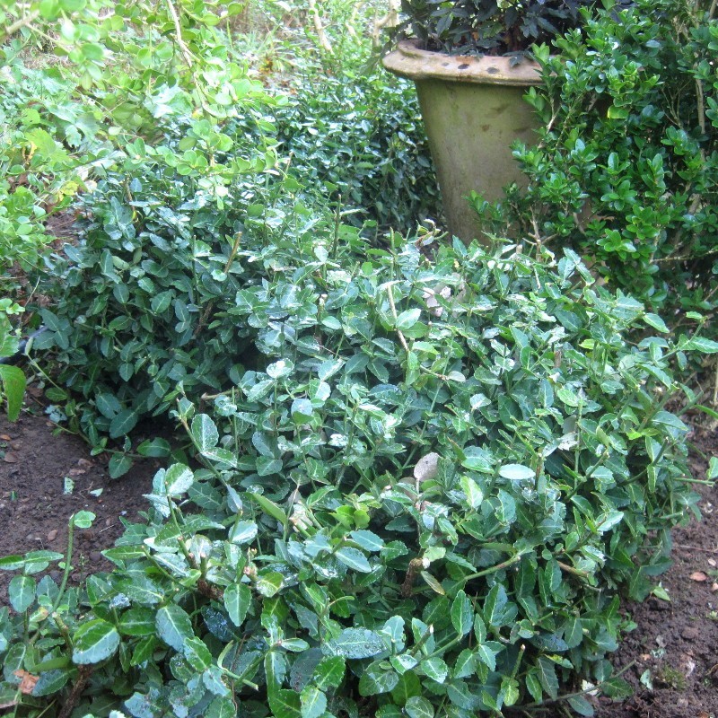 Euonymus fortunei 'Radicans'