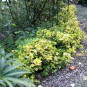Euonymus fortunei 'Emerald 'n' Gold'