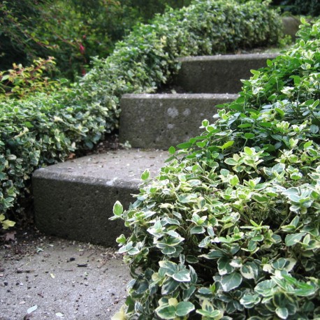 Euonymus fortunei 'Emerald Gaiety'