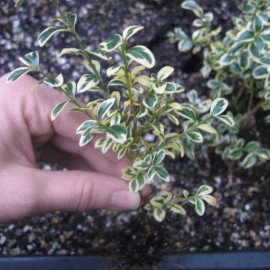 Buxus semp. 'Argenteovariegata'