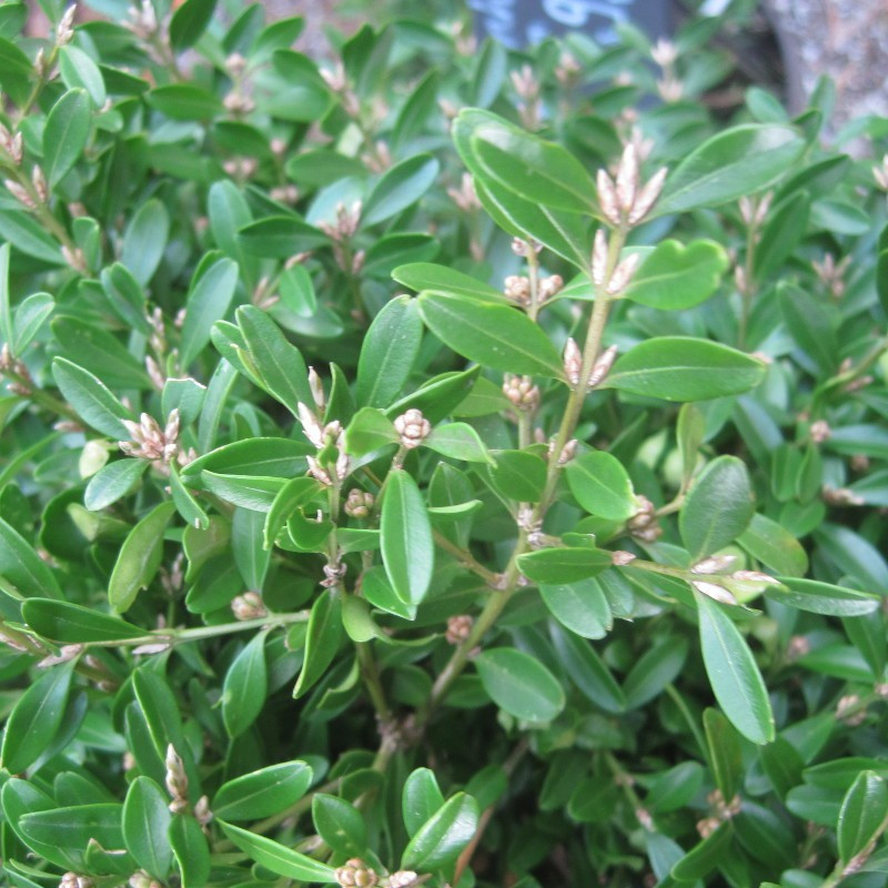 Buxus mic. 'Herrenhausen'