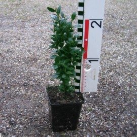 Buxus semp. 'Graham Blandy'