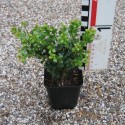 Ilex cren. 'Glorie Gem'