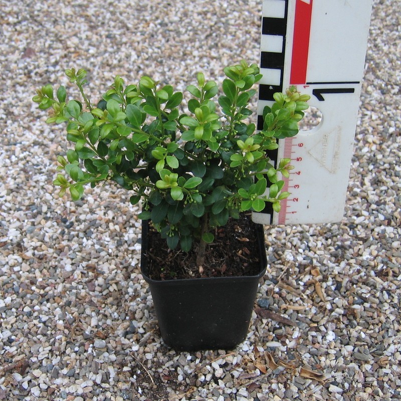Ilex cren. 'Glorie Gem'