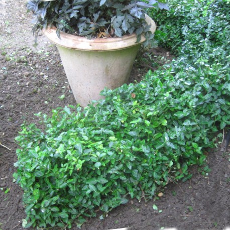Euonymus fortunei 'Radicans'
