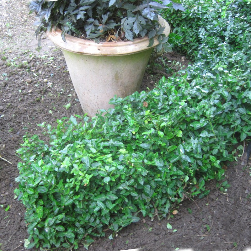 Euonymus fortunei 'Radicans'