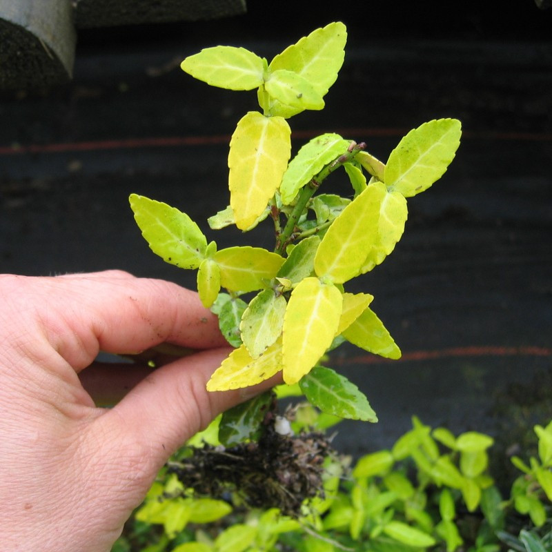 Euonymus fortunei 'Emerald 'n' Gold' 