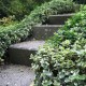 Euonymus fortunei 'Emerald Gaiety'