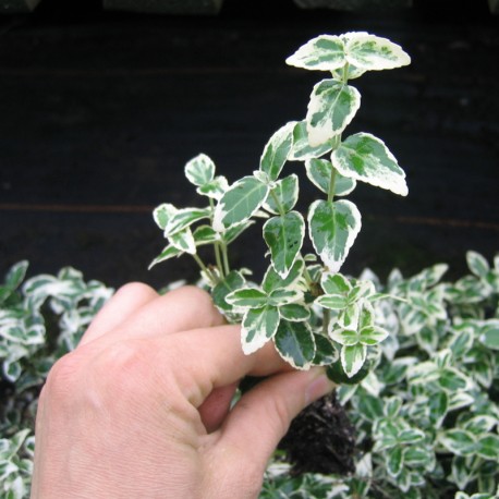 Euonymus fortunei 'Emerald Gaiety'