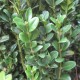 Buxus semp. 'Graham Blandy'