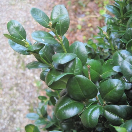 Buxus semp. 'Rotundifolia'