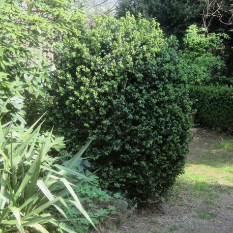 Buxus semp. 'Rotundifolia'