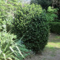 Buxus semp. 'Rotundifolia'