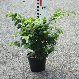 Buxus semp. 'Latifolia Maculata'