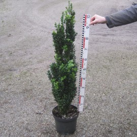 Buxus semp. 'Graham Blandy'