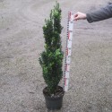 Buxus semp. 'Graham Blandy'