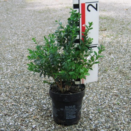 Buxus mic. 'John Baldwin'