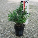 Buxus mic. 'John Baldwin'