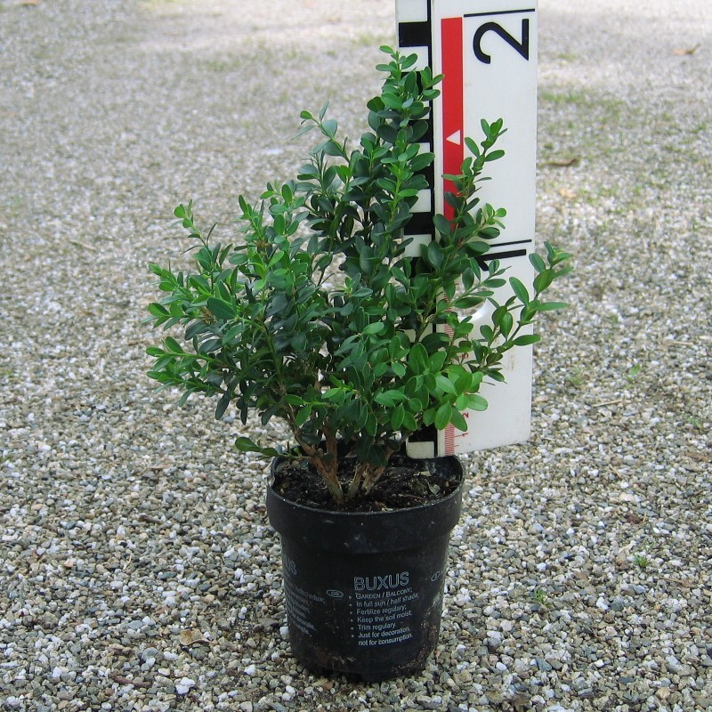 Buxus mic. 'John Baldwin'