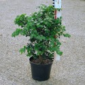 Buxus mic. 'Schopes'