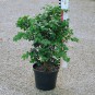 Buxus mic. 'Schopes'