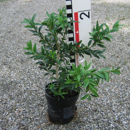 Buxus semp. 'Myrtifolia'