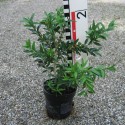 Buxus semp. 'Myrtifolia'