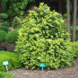 Buxus semp. 'Latifolia Maculata'