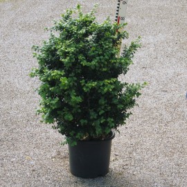 Buxus semp. 'Latifolia Maculata'