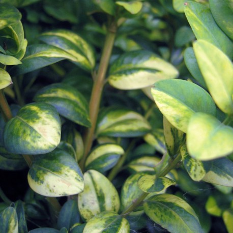 Buxus semp. 'Latifolia Maculata'
