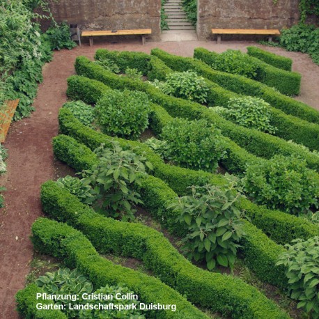 Buxus semp. arborescens