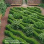 Buxus semp. arborescens