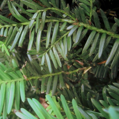 Taxus baccata