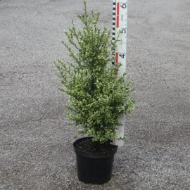 Buxus semp. 'Argenteovariegata'