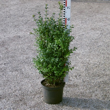 Buxus semp. arborescens