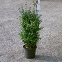 Buxus semp. arborescens