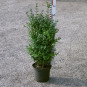 Buxus semp. arborescens