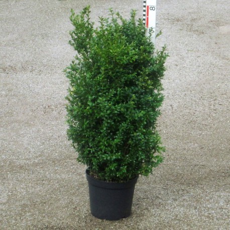 Buxus semp. arborescens