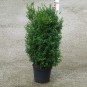 Buxus semp. arborescens