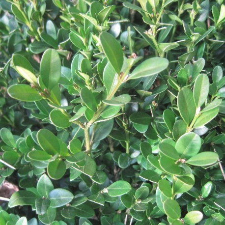 Buxus 'Green Gem'