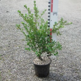 Buxus mic. 'Trompenburg'