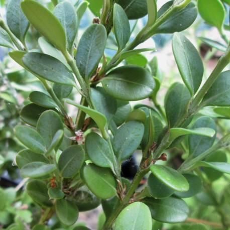 Buxus mic. var. koreana