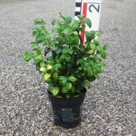 Buxus semp. 'Latifolia Maculata'